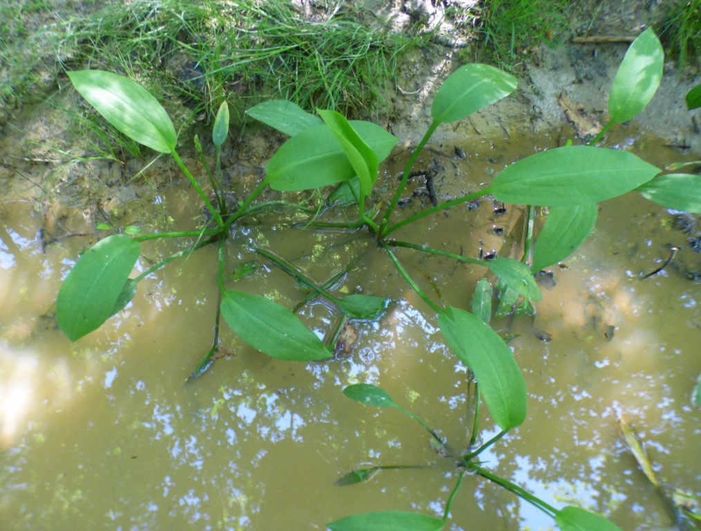 Alisma plantago-aquatica L. Llantén de agua.