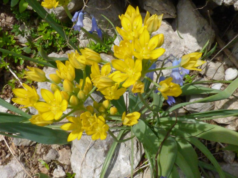 Allium moly L., Ajo amarillo.