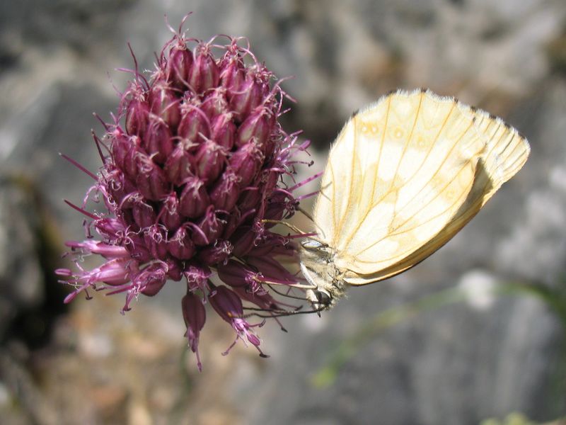 Allium sphaerocephalon L., Ajo de cabeza redonda