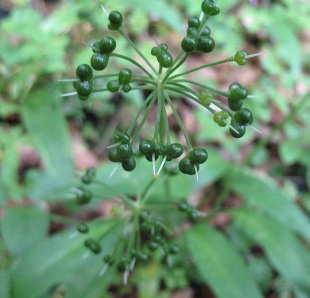 Allium ursinum L., Ajo de oso, Hartz-baratxuri. FRUTOS 2