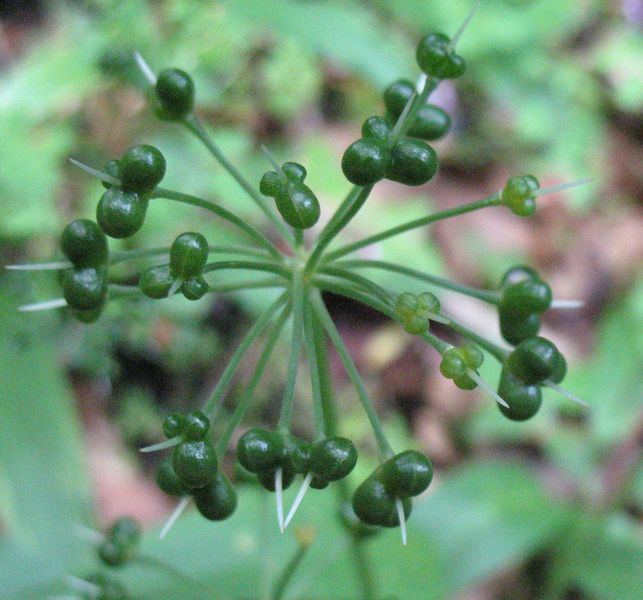 Allium ursinum L., Ajo de oso, Hartz-baratxuri. FRUTOS