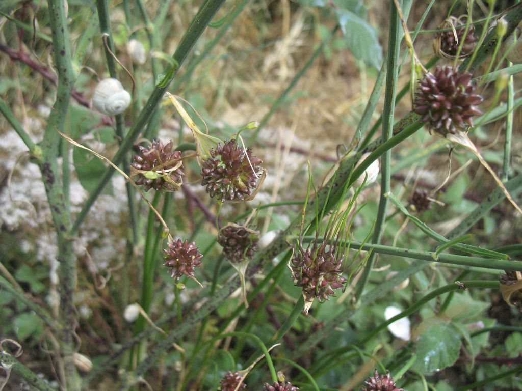 Allium vineale L., Ajo de las viñas, Puerro de viña, Sorgin-baratxuri, Ajicuervo.