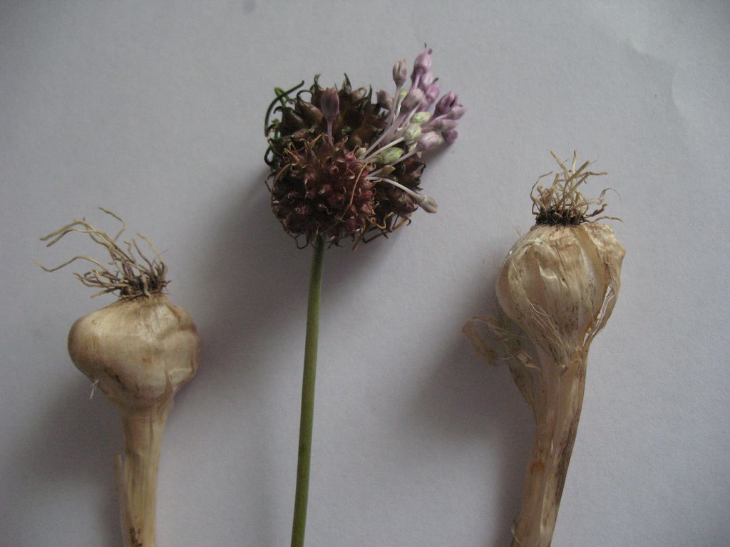 Allium vineale L., Ajo de las viñas, Puerro de viña, Sorgin-baratxuri, Ajicuervo. 4