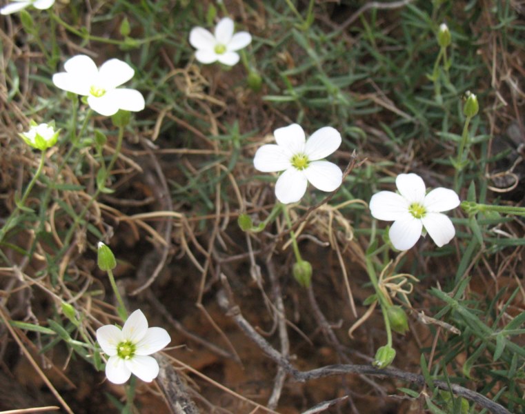Arenaria montana L. subsp. intricata (Ser.) Pau. 2