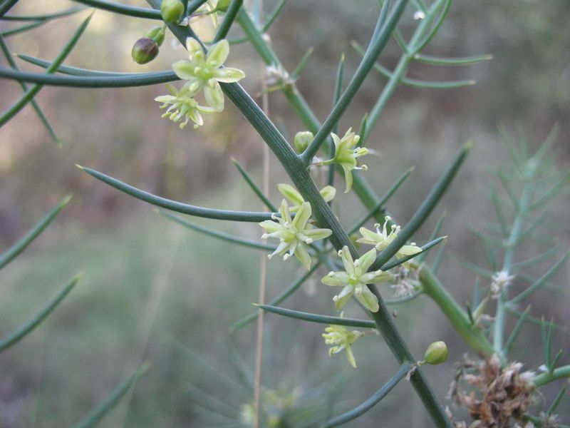 Asparagus aphyllus L., Espárrago negro 2