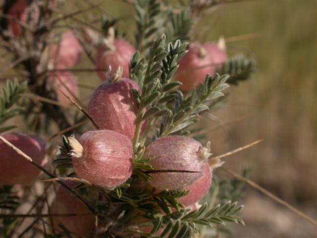 Astragalus clusii 3