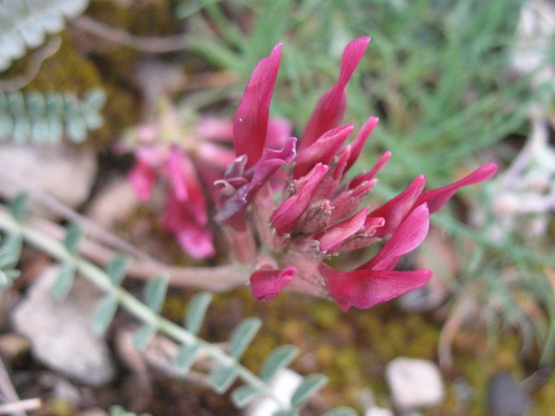 Astragalus incanus L., Astrágalo