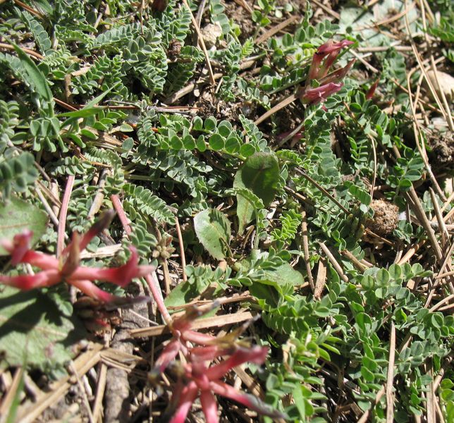 Astragalus monspessulanus L., Astrágalo 3