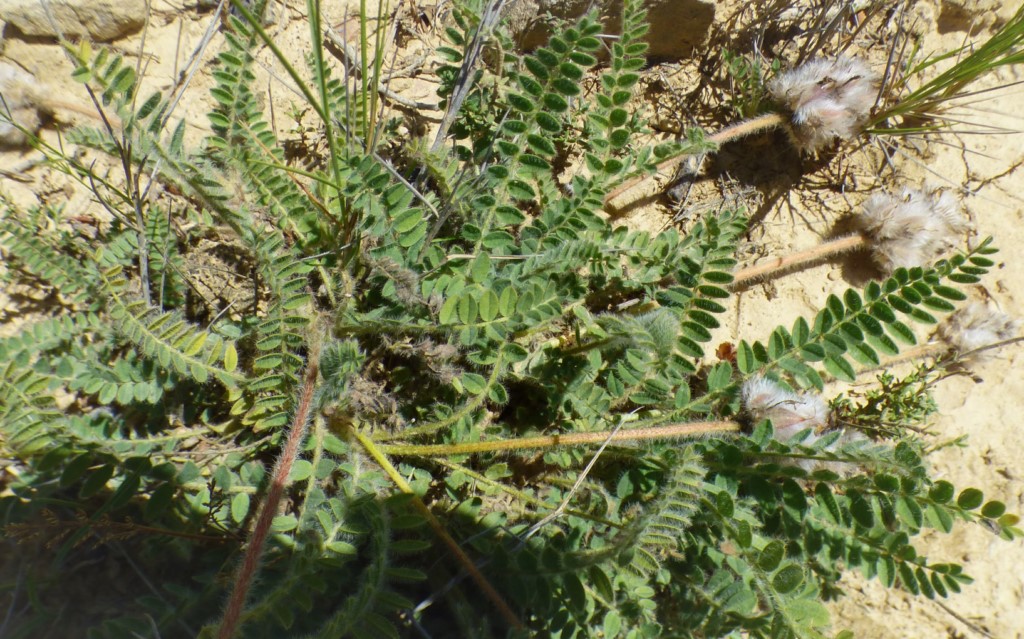 Astragalus turolensis Pau. 2