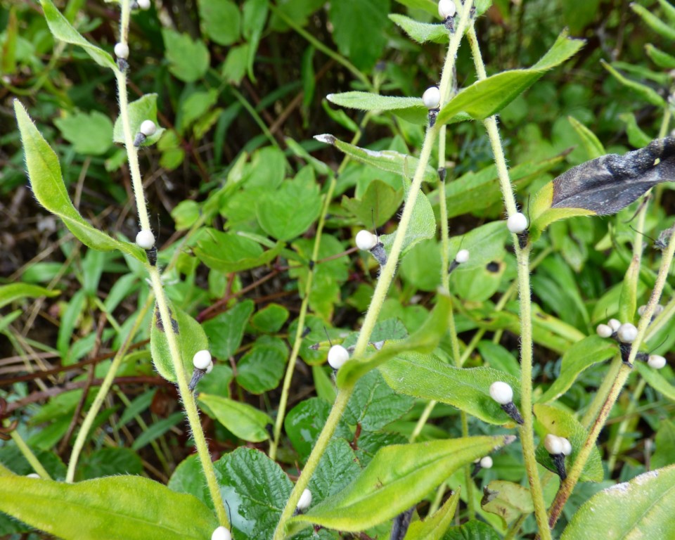 Buglossoides purpurocaerulea (L.) I. M. Johnston, Lithospermum purpurocaeruleum L. FRUTOS.