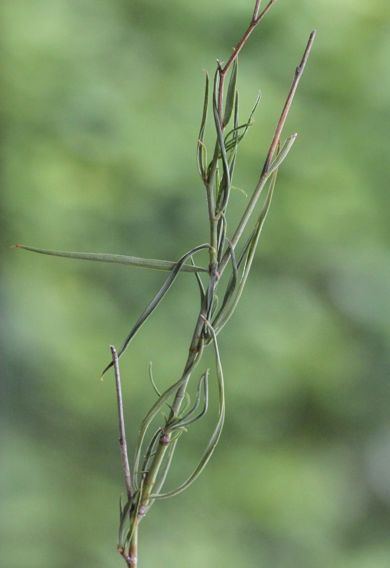 Bupleurum ranunculoides subsp. gramineum 2