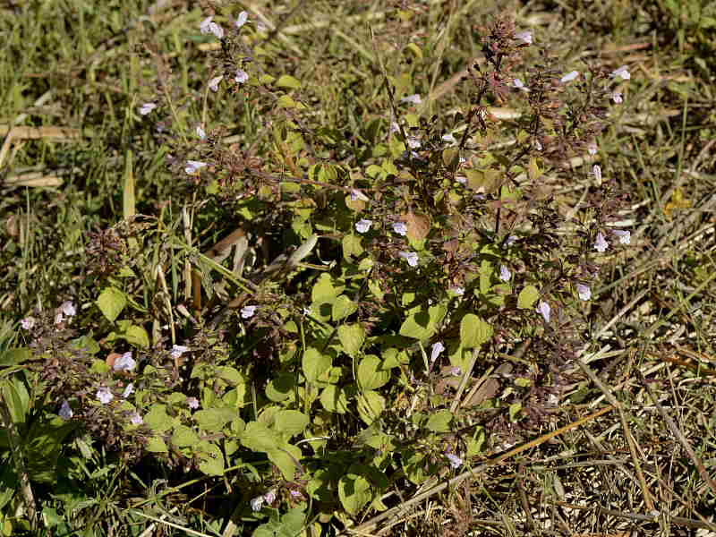 Calamintha sylvatica / Satureja menthifolia