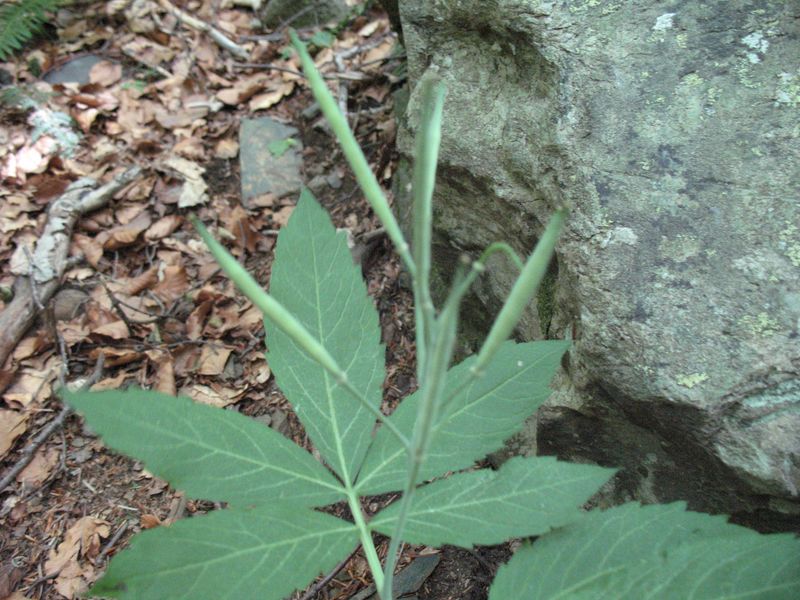 Cardamine heptaphylla (Vill.) OE Schulz., Dentaria de siete hojas, Canudera. 2