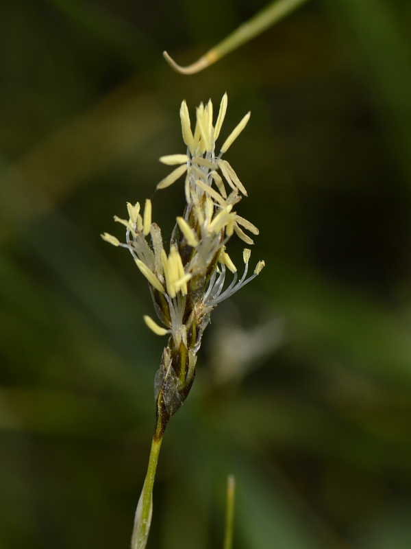 Carex caryophyllea 2