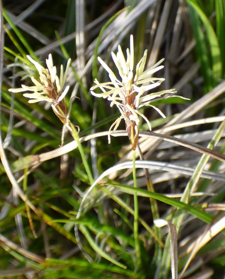 Carex caryophyllea Latourr. Cárex de primavera.