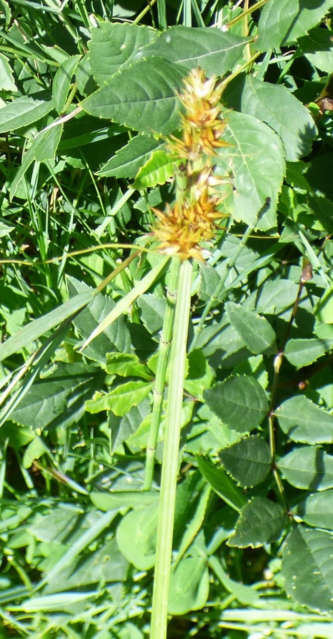 Carex cuprina (Sándor ex Heuff.) Nendtv. ex A.Kern, Carex otrubae Podp.