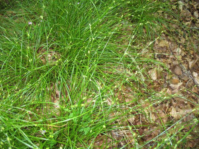 Carex remota L., La cespitosa 2