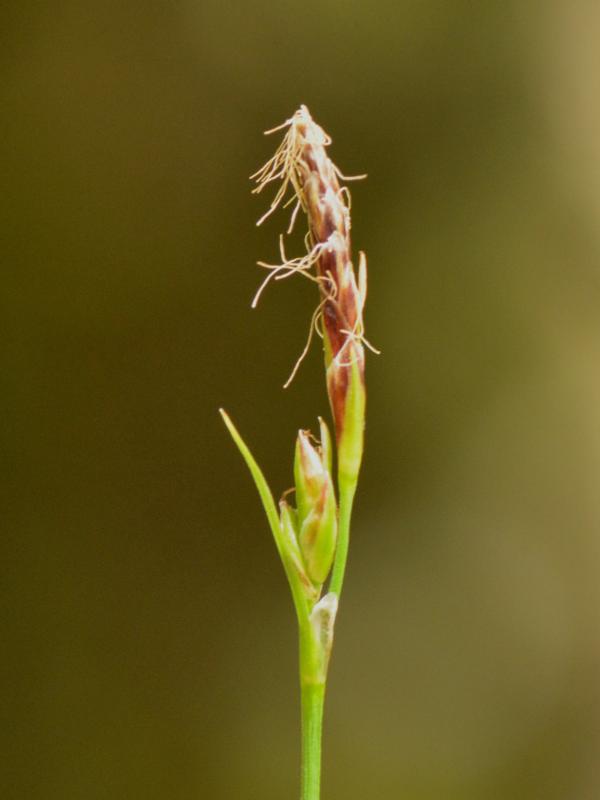 Carex sempervirens 2