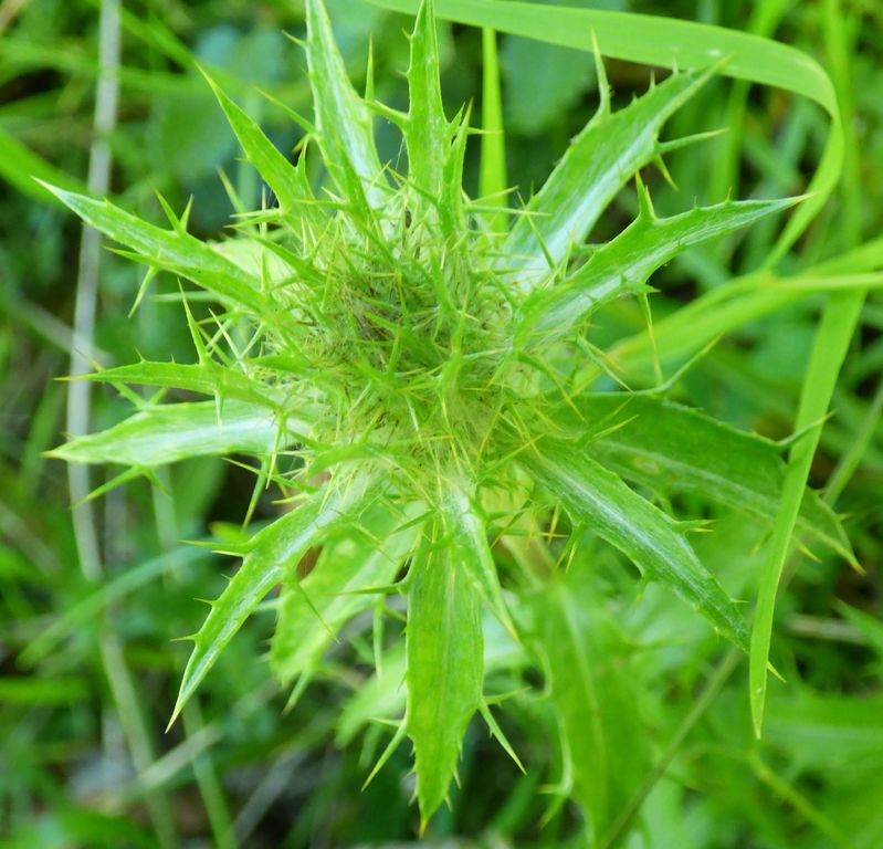 Carlina vulgaris L. subsp. spinosa (Velen.) Vandas. 2