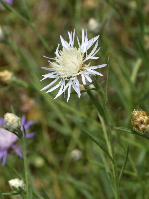 Centaurea jacea (albina) 3