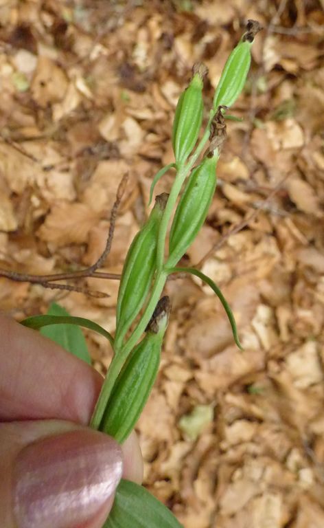 Cephalanthera damasonium. (Mill.) Druce.