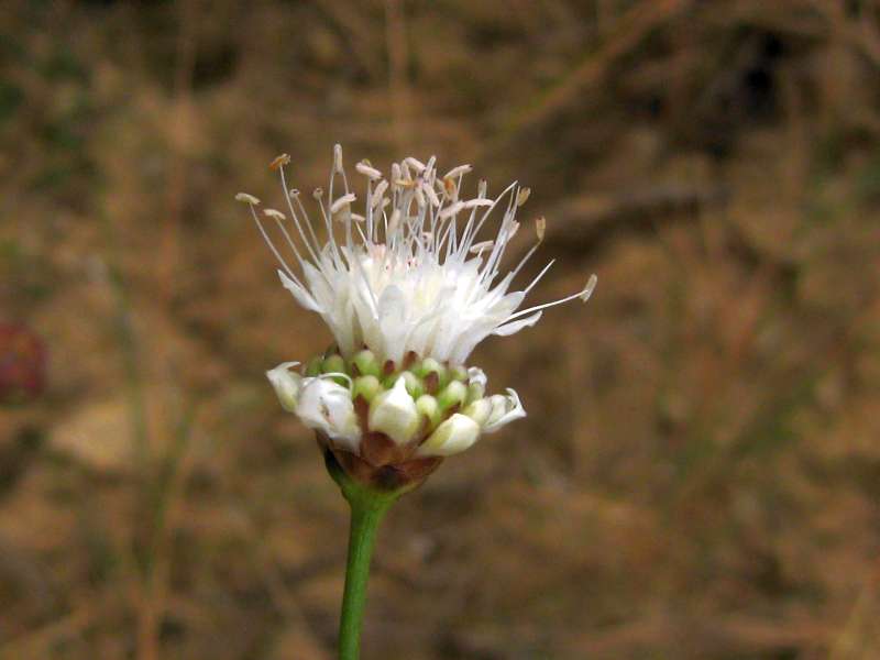 Cephalaria leucantha 4