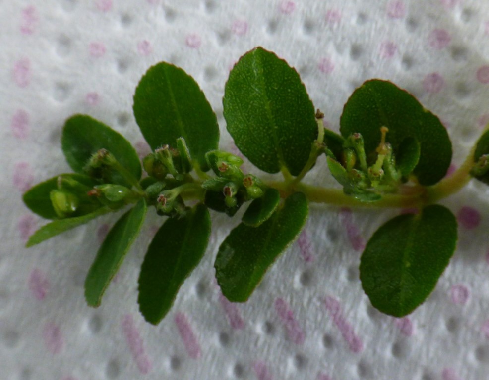 Euphorbia prostrata Aiton. Chamaesyce prostrata (Aiton) Small (1903).