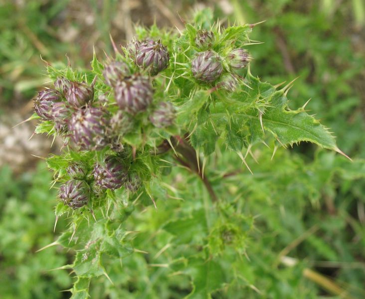 Cirsium arvense (L.) Scop., Cardo cundidor,Cardo oloroso, Gardua 5