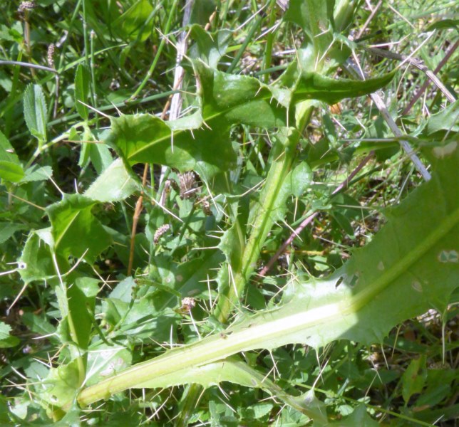 Cirsium flavispina Boiss. ex DC., Cirsium pyrenaicum (Jacq.) All. 2