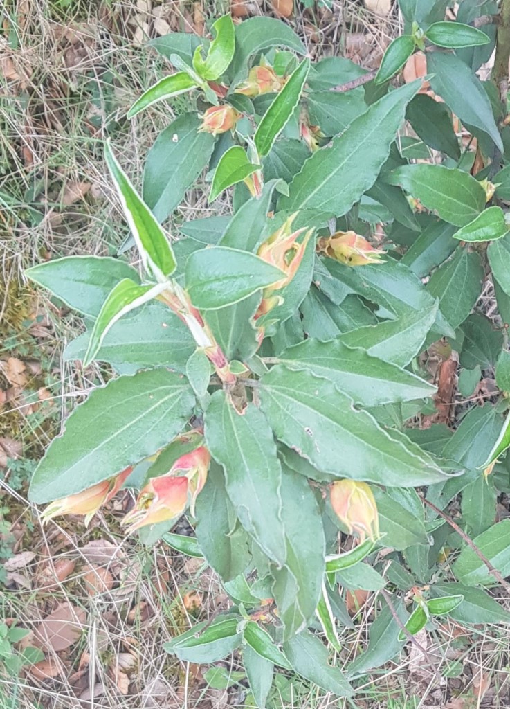 Cistus laurifolius L. Jara con hojas de laurel. 3