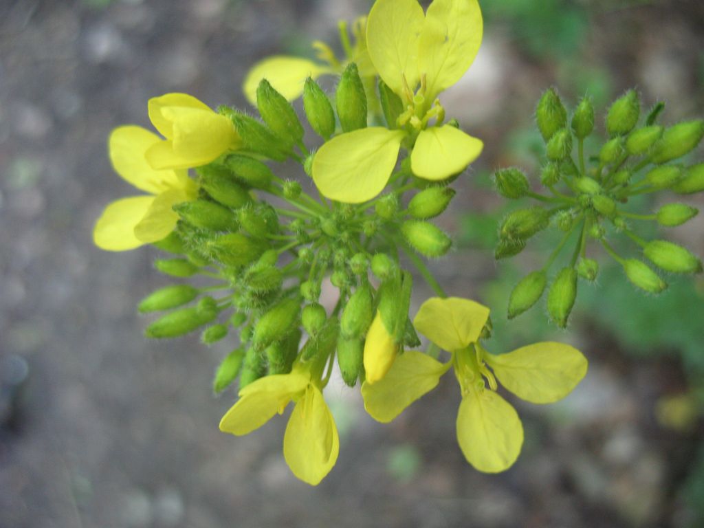 Coincya monensis (L.) Greuter & Burdet. subsp. cheiranthos (Vill.)