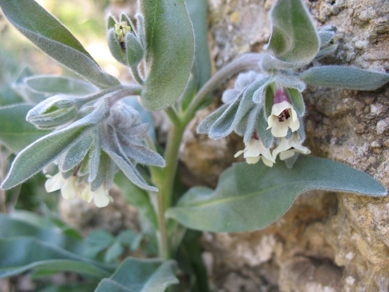 Cynoglossum cheirifolium L., Pardoglossum cheirifolium (L.) Barbier & Mathez. 3