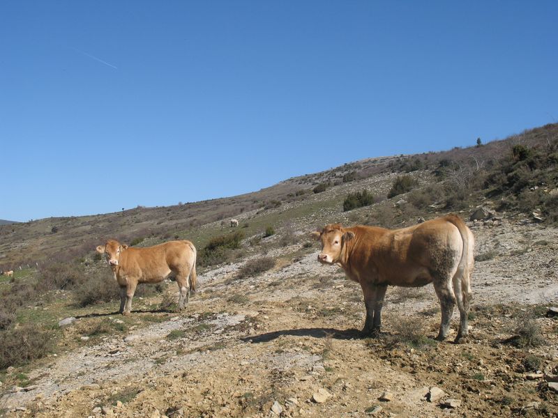Bos taurus L., Vaca raza Pirenaica