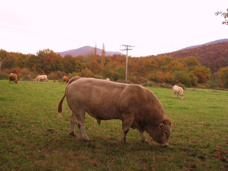Bos taurus L., (raza Limousin), Vacas y toros