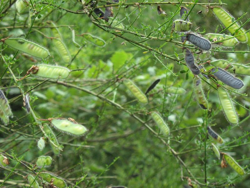 Cytisus scoparius (L.) Link subsp. scoparius , Retama de escobas 10