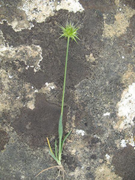 Echinaria capitata (L.) Desf., 2
