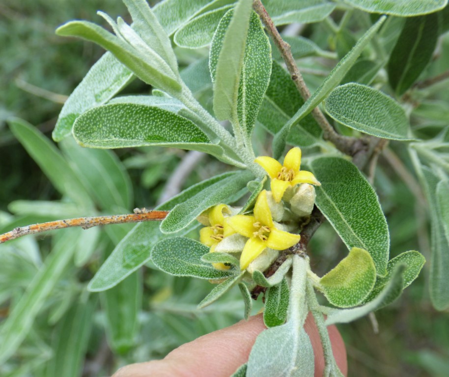 Elaeagnus angustifolia L., Árbol del paraíso, Olivo de Bohemia. 3