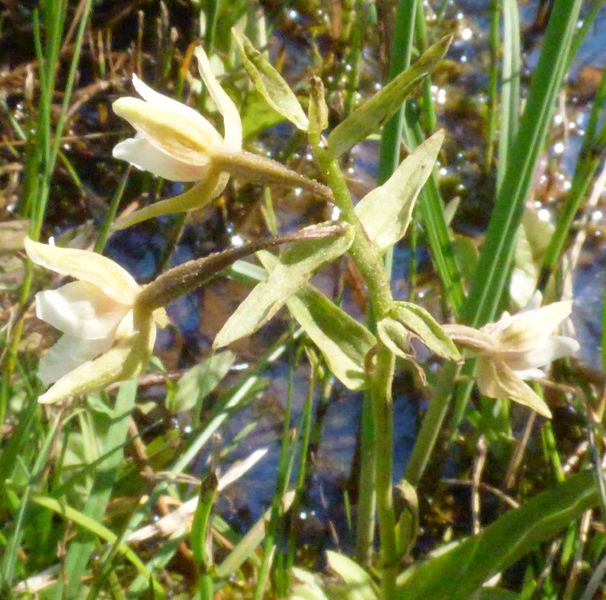 Epipactis palustris (L.) Crantz 1769, Orquídea de los pantanos
