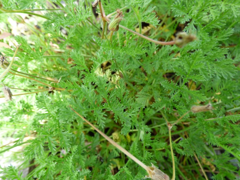 Erodium glandulosum (Cav.) Willd, Erodium petraeum (Gouan) Wild, E. foetidum ssp. glandulosum, 2