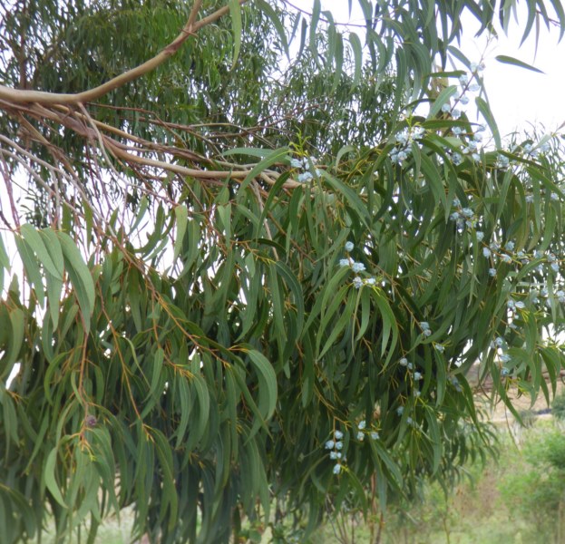 Eucalyptus globulus (Labill. 1800), Eucalyptus gigantea Desf., Eucalipto azul. 4