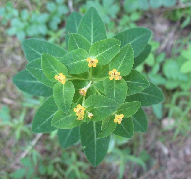 Euphorbia brittingeri Opiz ex Samp., Euphorbia verrucosa Lam. 2