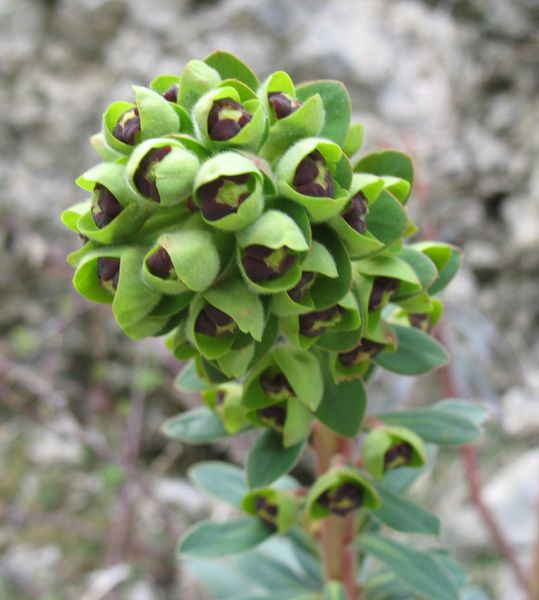 Euphorbia characias L., Lechetrezna macho, Tártago mayor 4