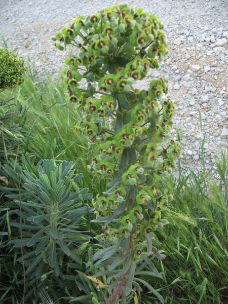 Euphorbia characias L., Lechetrezna macho, Tártago mayor