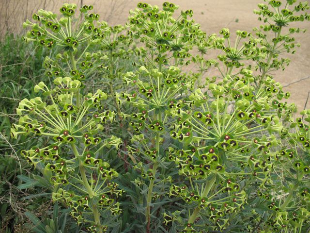 Euphorbia characias L., Lechetrezna macho, Tártago mayor 2