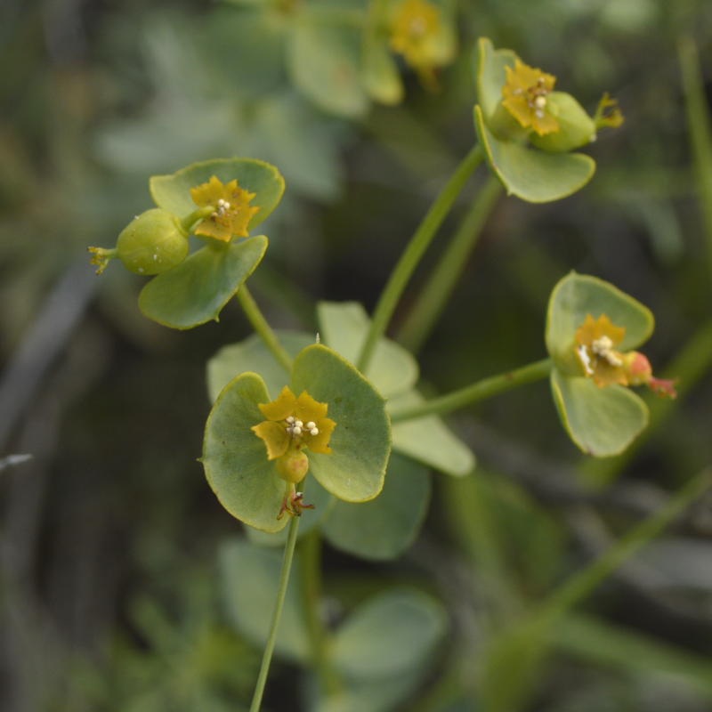 Euphorbia falcata 3