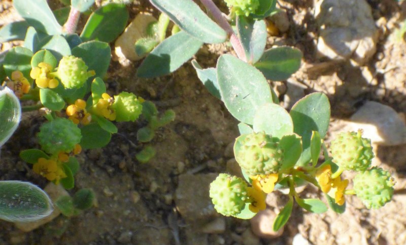 Euphorbia flavicoma DC., Bambollera.