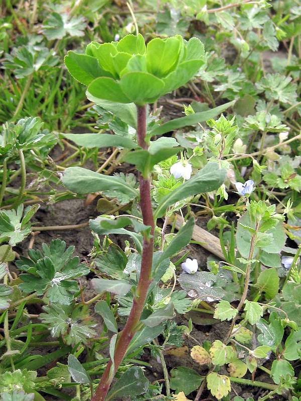 Euphorbia helioscopia 3