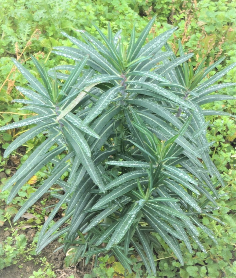 Euphorbia lathyris L. Tártago. 2