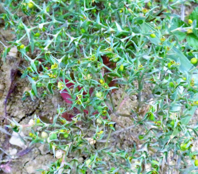 Euphorbia sulcata Lens ex Loisel. 2