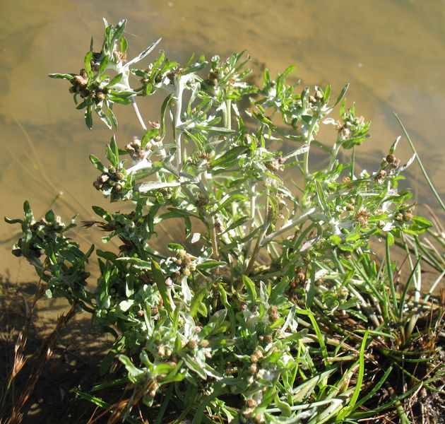 Filaginella uliginosa (L.) Opiz, Gnaphalium uliginosum L., Gnaphalium de pantano.
